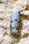 Pseudopostega crepusculella