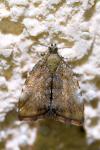 Choreutis pariana
