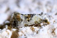 Cochylis hybridella