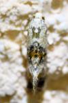 Cochylis hybridella