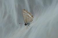 Lampides boeticus