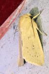 Mythimna sicula