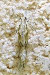Cynaeda dentalis