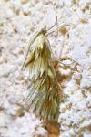 Cynaeda dentalis