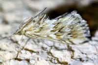 Cynaeda dentalis