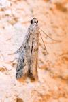 Phycitodes