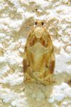 Archips xylosteana