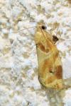Archips xylosteana