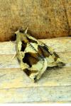 Archips crataegana