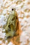Archips crataegana
