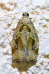 Archips crataegana