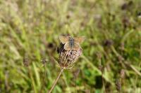 Aricia agestis