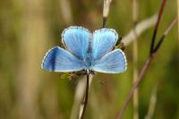 Lysandra bellargus