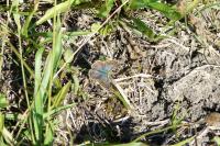 Lysandra bellargus