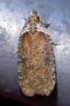 Agonopterix cnicella