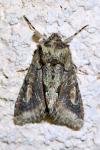 Allophyes oxyacanthae