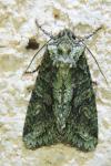 Dryobotodes eremita