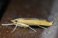 Udea ferrugalis