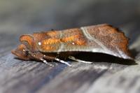 Scoliopteryx libatrix