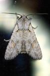 Lithophane ornitopus