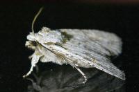 Lithophane ornitopus