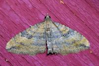 Nycterosea obstipata