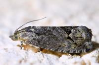 Cydia splendana