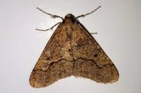 Erannis defoliaria