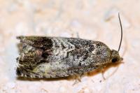 Cydia splendana