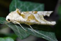 Phlogophora meticulosa