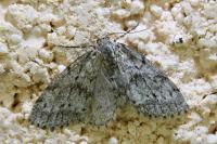 Tephronia sepiaria