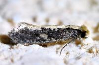 Monopis crocicapitella