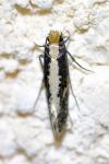 Monopis crocicapitella
