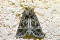 Leucochlaena oditis