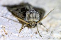 Leucochlaena oditis