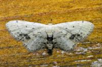 Idaea dimidiata