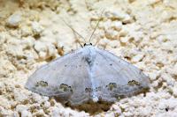 Scopula ornata