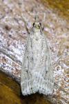 Eudonia pallida