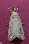 Eudonia pallida