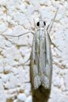 Agriphila geniculea