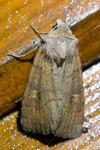 Xestia xanthographa