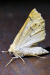 Crocallis elinguaria