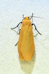 Wittia sororcula