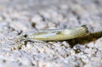 Agriphila
