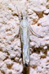 Agriphila