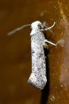 Paraswammerdamia albicapitella