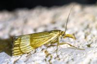 Chrysocrambus linetella