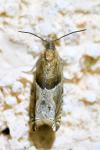 Ancylis comptana