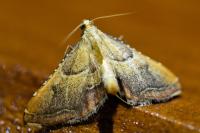 Endotricha flammealis