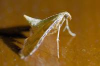 Endotricha flammealis